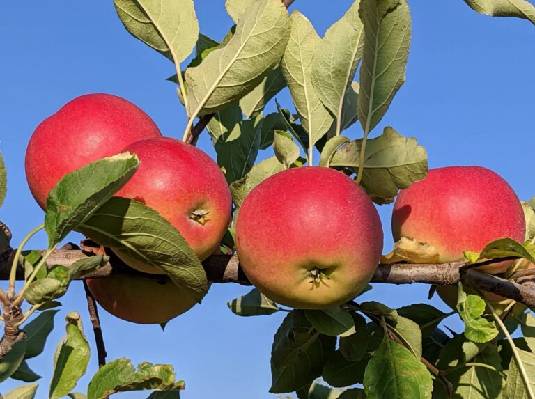 Bellinger's Orchard Fall Fun official photo or logo