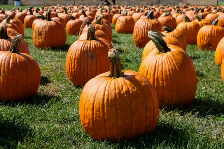 F&W Schmitt Family Farm Fall Festival official photo or logo F&W Schmitt Family Farm Fall Festival official photo or logo