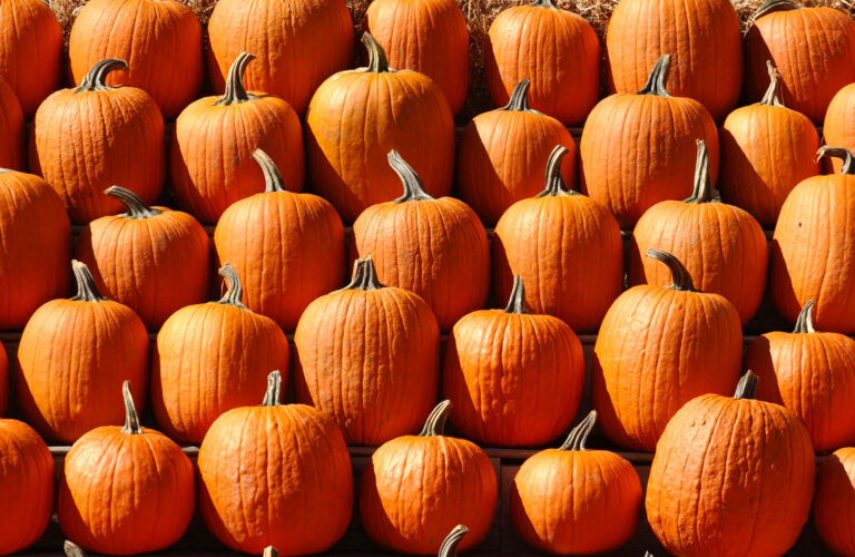 The Great Pumpkin Farm photo The Great Pumpkin Farm photo